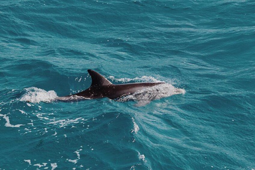 2 Hour Dolphin Watching Experience in Muscat 2