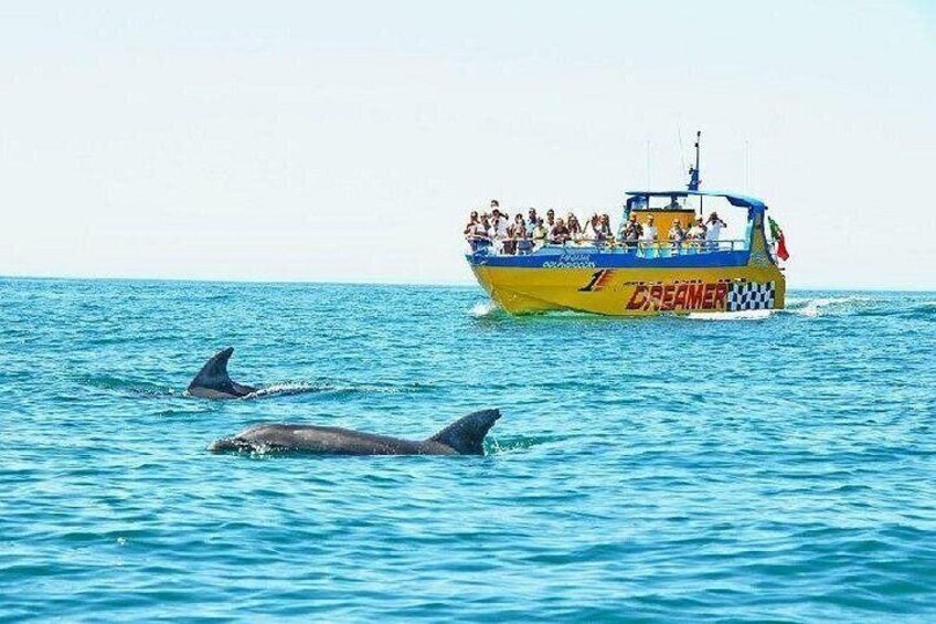 Una barca con persone a bordo e due delfini nell'acqua. 5