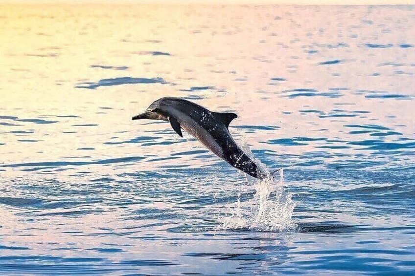 Un delfino salta fuori dall'acqua. 4
