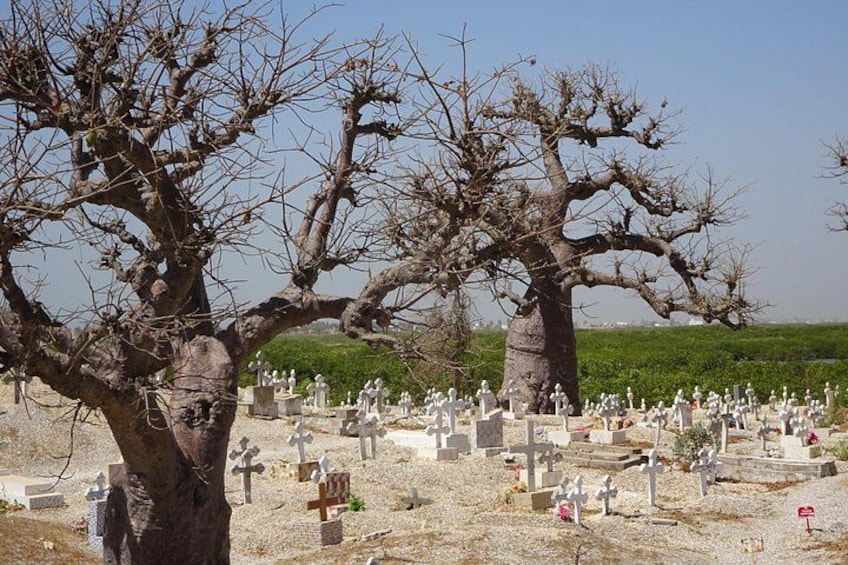 Un cementerio con numerosas lápidas y un gran árbol sin hojas en primer plano. 2