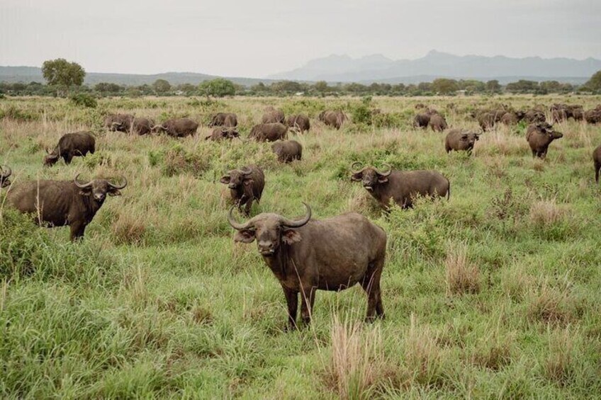 Mikumi Safari Tour: Day Trip Return Flight From Zanzibar 2