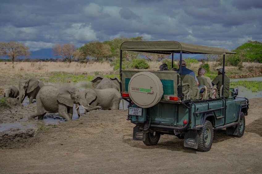 Mikumi Safari Tour: Day Trip Return Flight From Zanzibar 1