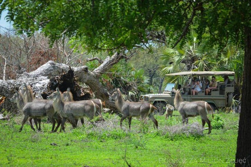 Mikumi Safari Tour: Day Trip Return Flight From Zanzibar 4