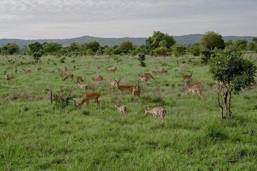 Mikumi Safari Tour: Day Trip Return Flight From Zanzibar 3