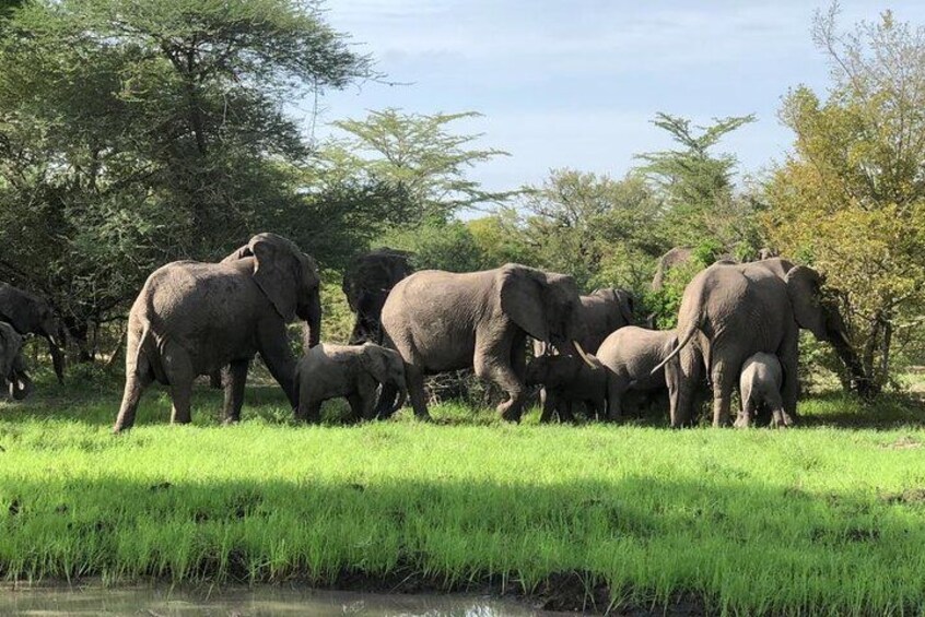 Mikumi Safari Tour: Day Trip Return Flight From Zanzibar 3