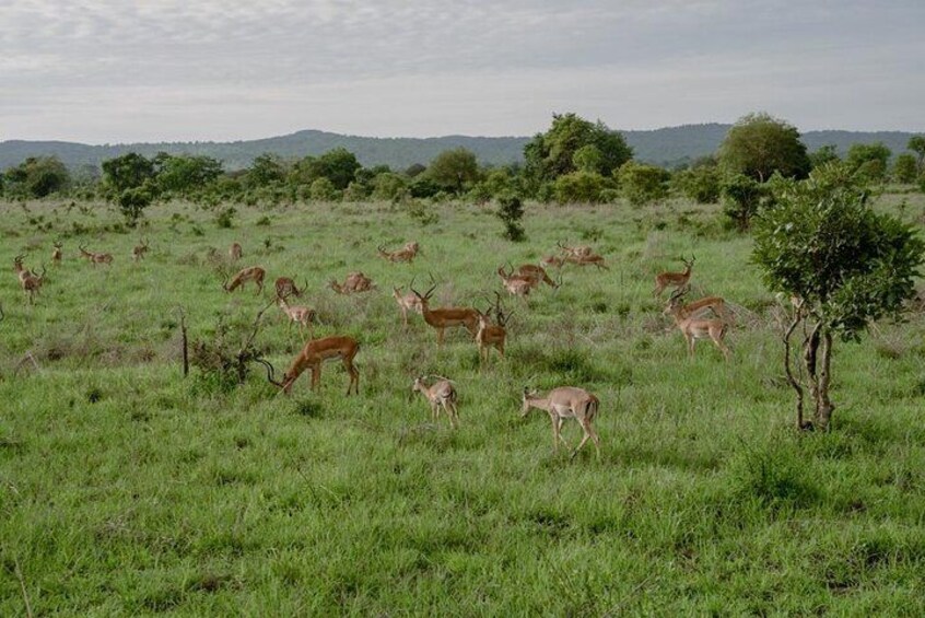 Mikumi Safari Tour: Day Trip Return Flight From Zanzibar 3