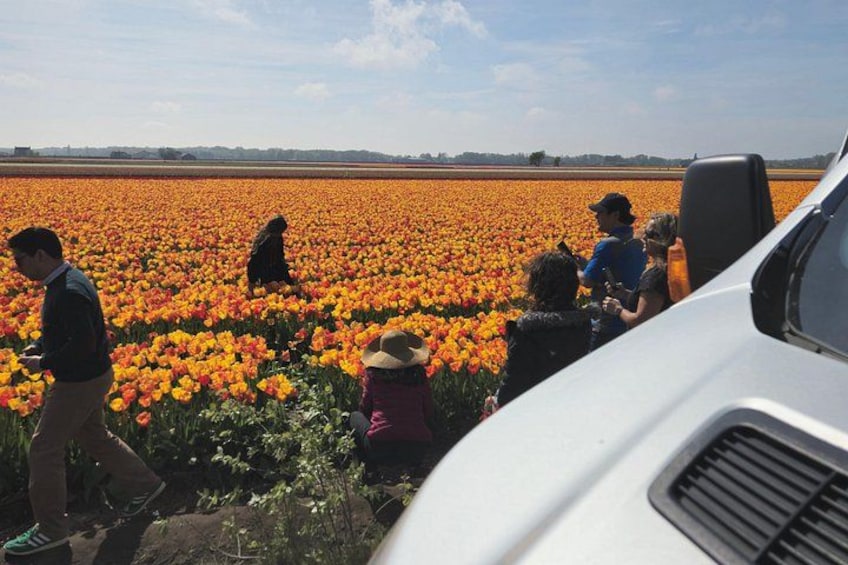 Et felt med orange blomster, et hvidt køretøj og mennesker der betragter blomsterne. 5
