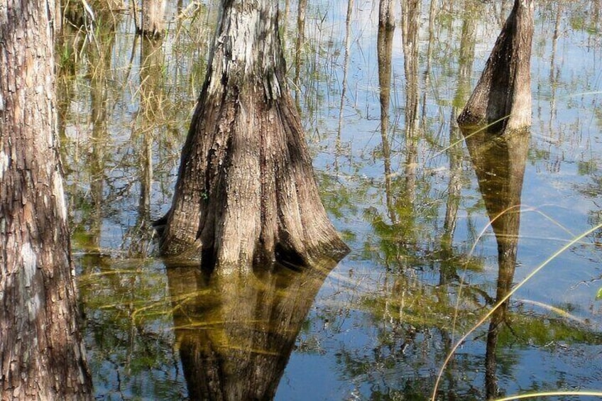 A swamp with a large, hollowed-out tree trunk surrounded by water and vegetation. 2