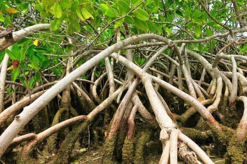 A dense mangrove forest with intertwined roots and green foliage. 5