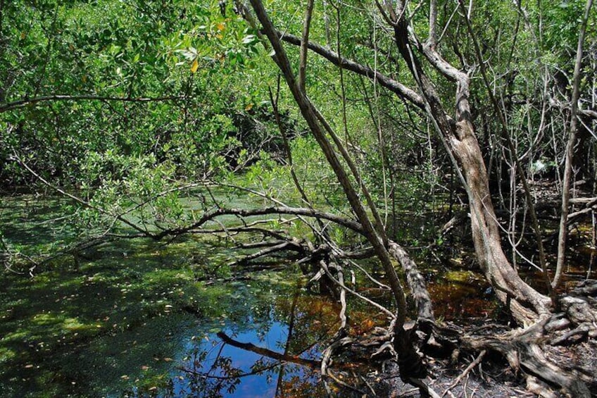 A mangrove forest with tangled roots and branches over a body of water. 4