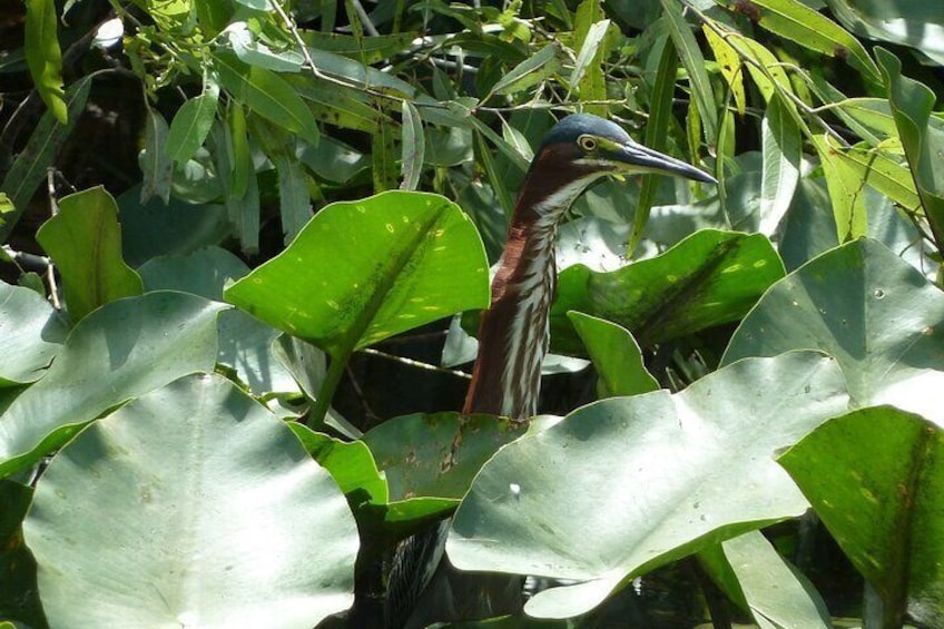 A bird among green leaves. 3