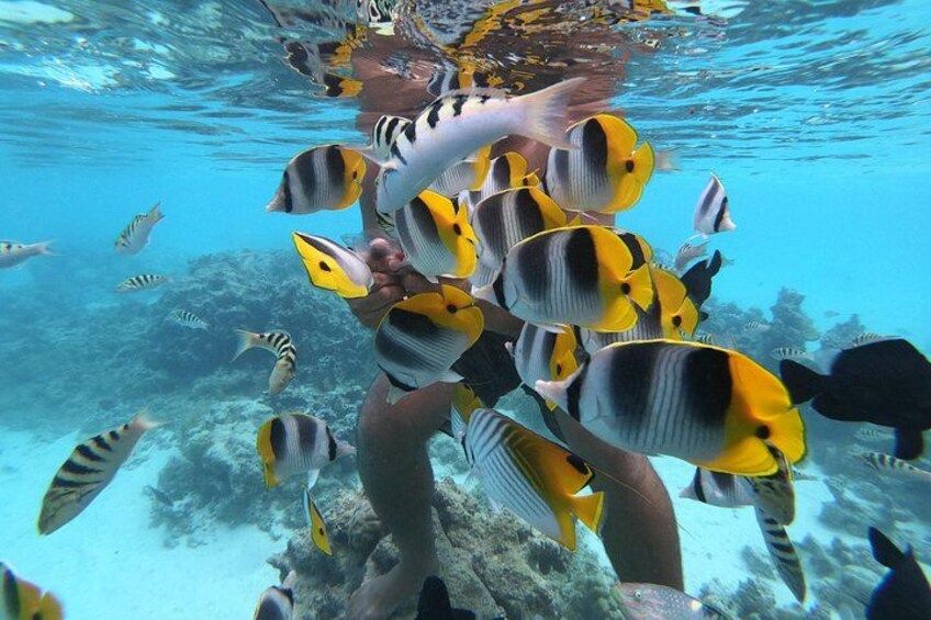 A person swimming with a school of yellow and black striped fish. 1