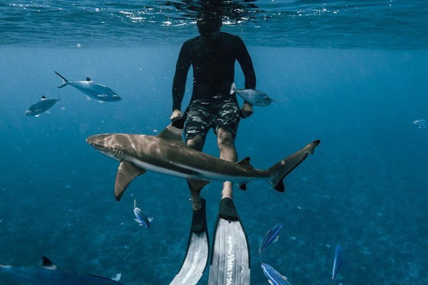 A person underwater with a large shark and several smaller fish. 5