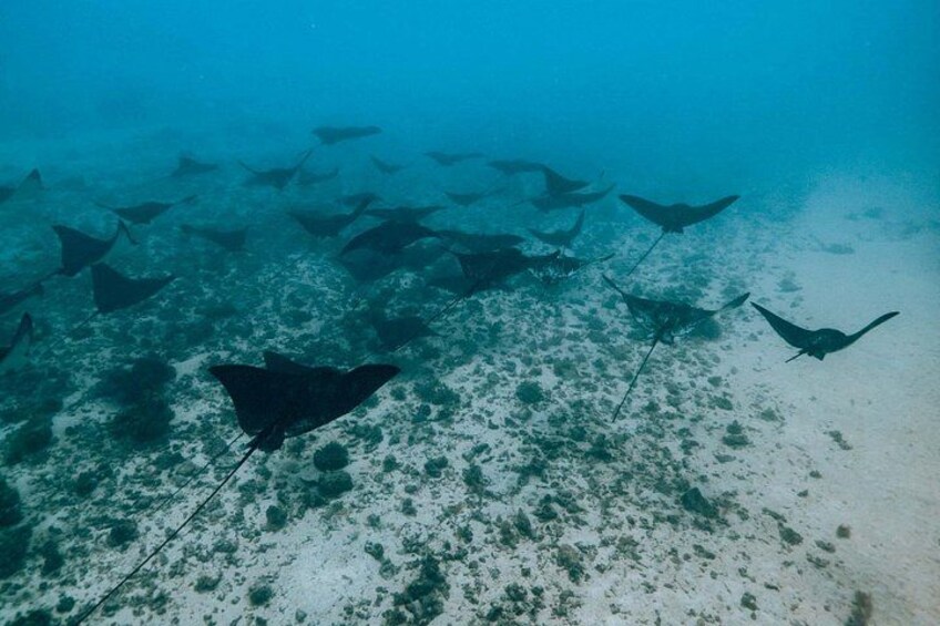 Half Day Snorkeling in Moorea 2