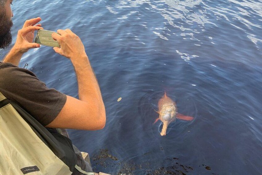 free wild dolphins 3