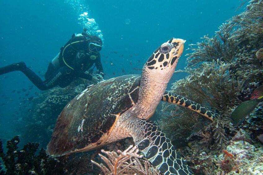 2-Day Open Water Diver Certification in Anilao 5