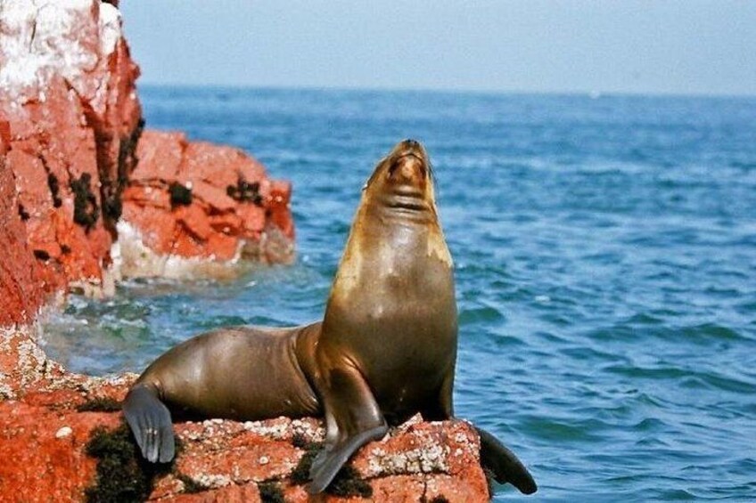 Ballestas Islands : Round Trip from Pisco Cruise Port 2