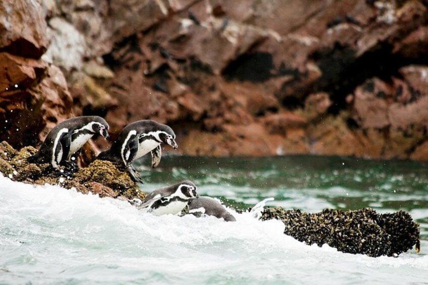 Ballestas Islands : Round Trip from Pisco Cruise Port 4