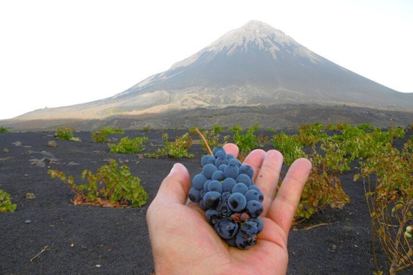 A 1-day experience through the Fogo Volcano 5