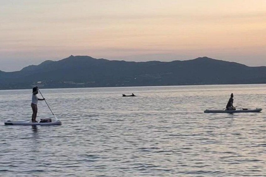 Dolphin Watching Tour 2