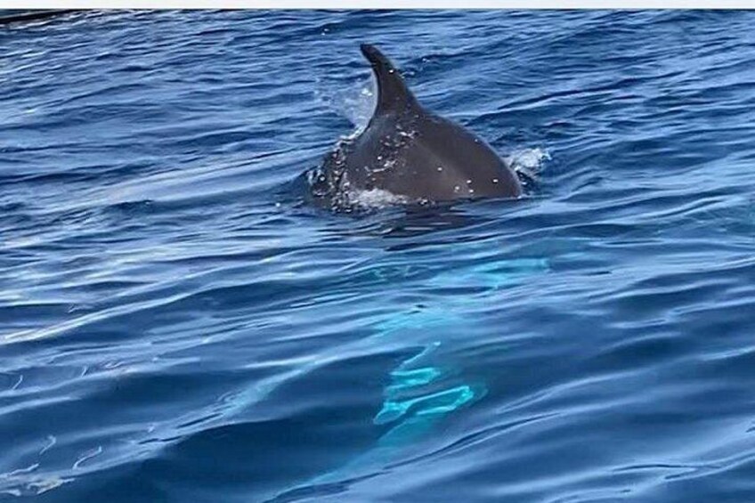 Dolphin Tour 4