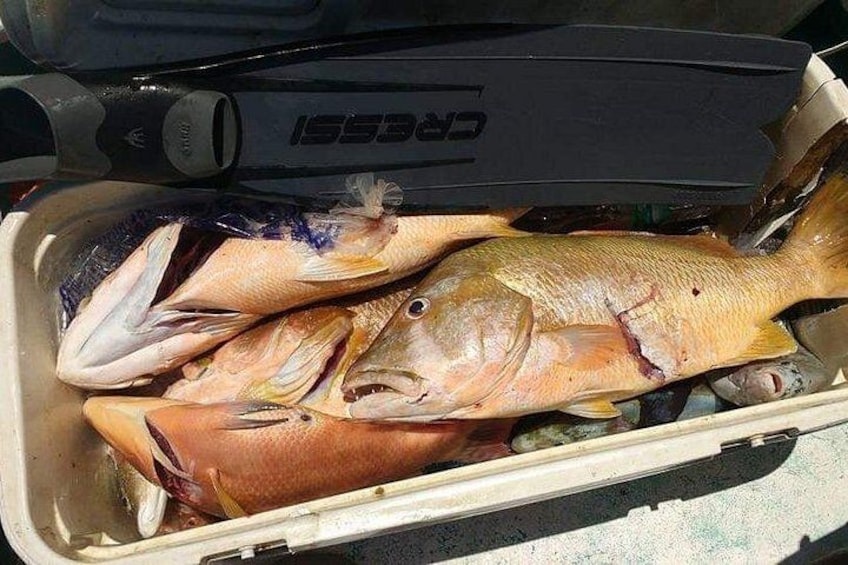 Spearfishing Playa del Carmen or Tulum 2