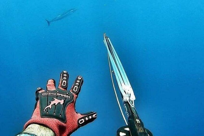 Spearfishing Playa del Carmen or Tulum 3