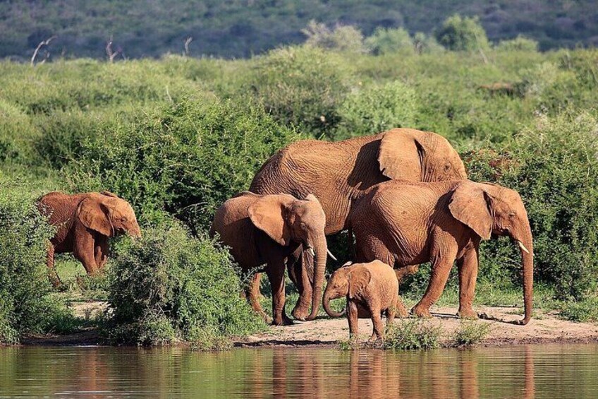 A herd of elephants near a water body in a grassy area. 2