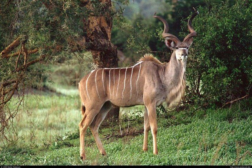 Full Day Durban & Phezulu Safari Park Tour from Durban 2