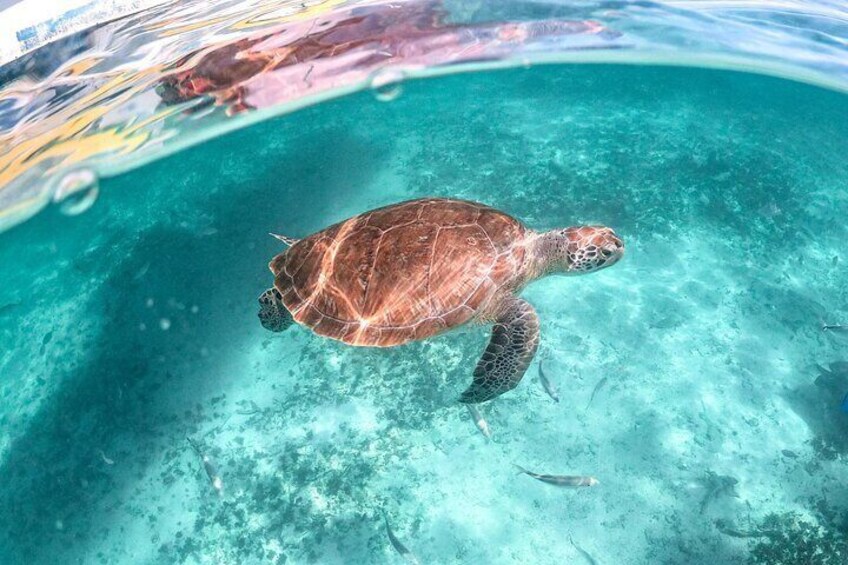 A sea turtle swimming in clear turquoise water. 1