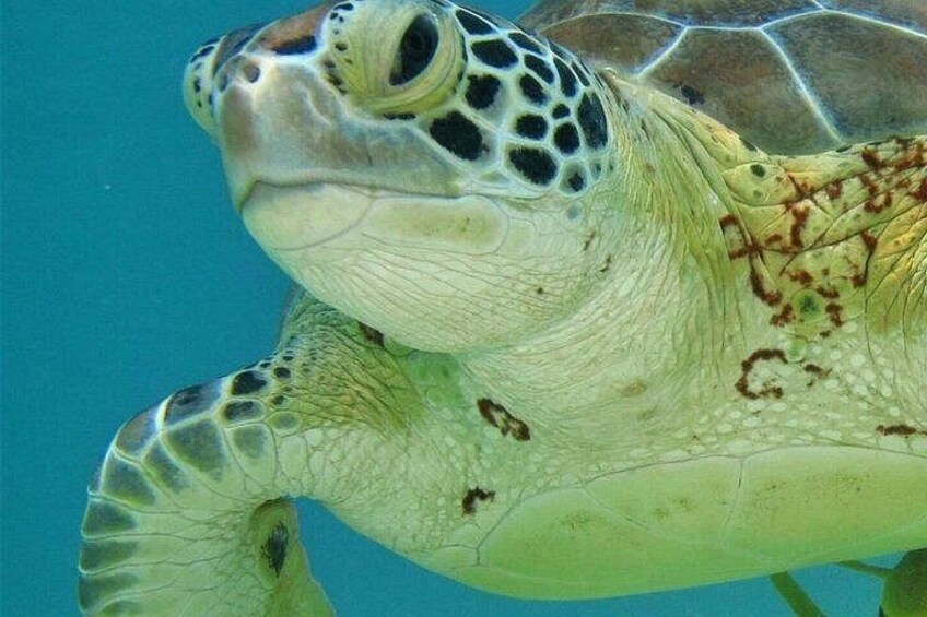A sea turtle swimming underwater. 2
