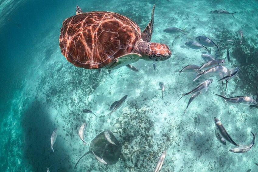 A sea turtle swimming above a coral reef with small fish. 3