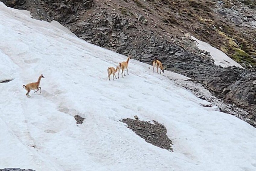 A group of deer on a snow-covered slope with rocky terrain. 2
