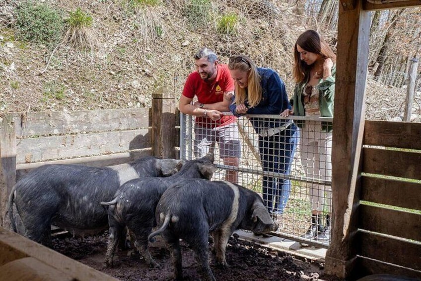 Visiting the Farm 3