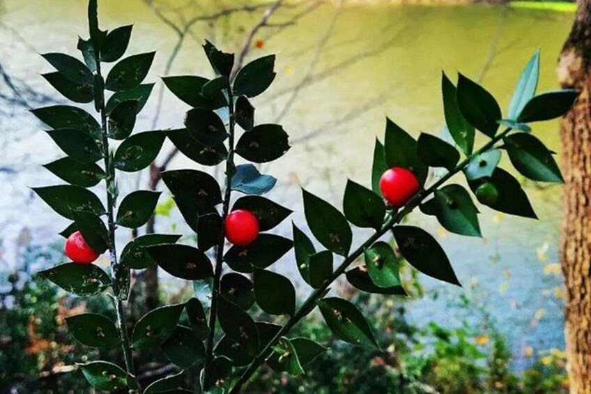 Discover Secret Lakes by Private Hiking Tour (w/Lunch, Transfers) 4