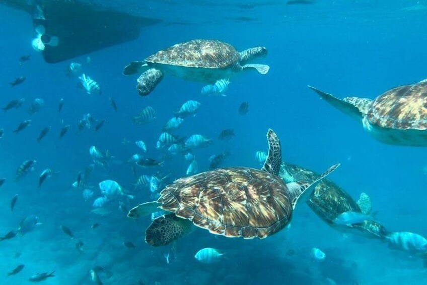 São Vicente: Private Snorkel Experience with Sea Turtle 1