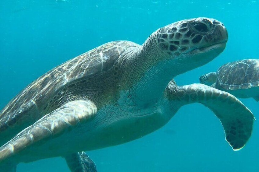 São Vicente: Private Snorkel Experience with Sea Turtle