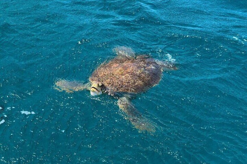 São Vicente: Private Snorkel Experience with Sea Turtle