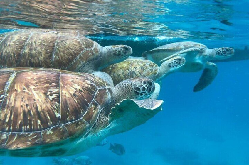 São Vicente: Private Snorkel Experience with Sea Turtle