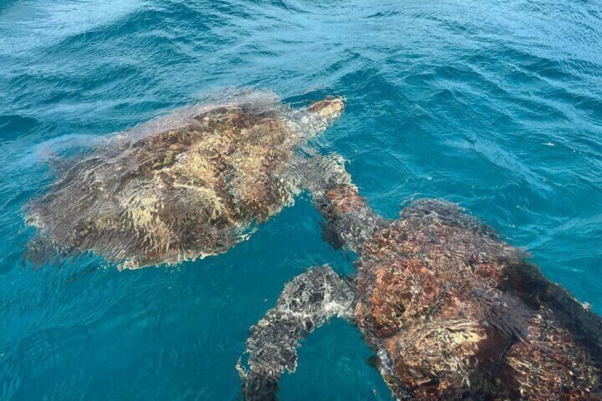 São Vicente: Private Snorkel Experience with Sea Turtle