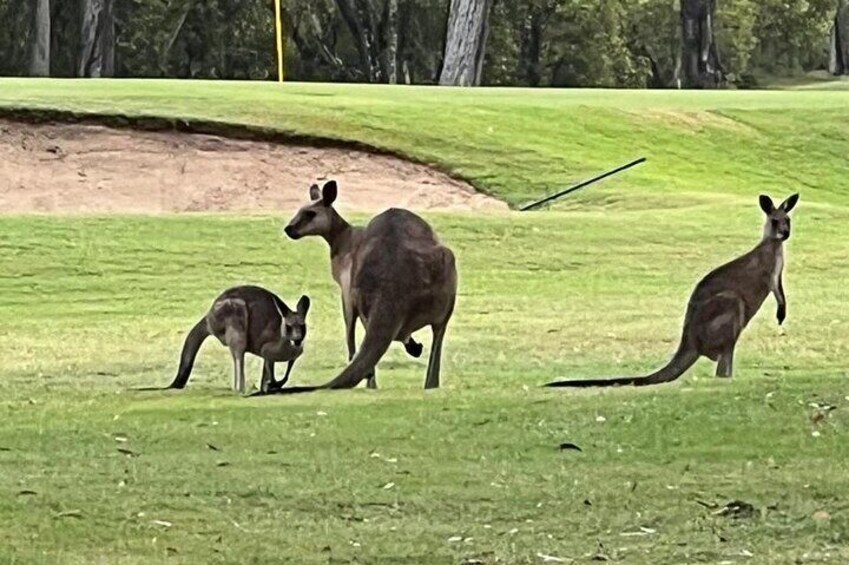 Lone Pine, Brisbane Highlights and Lunch!