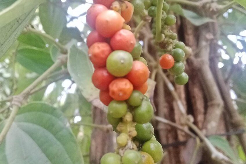 KAMPOT: Pepper farm. Cave. Secret Lake. Kep Crab market & Salt.. 5