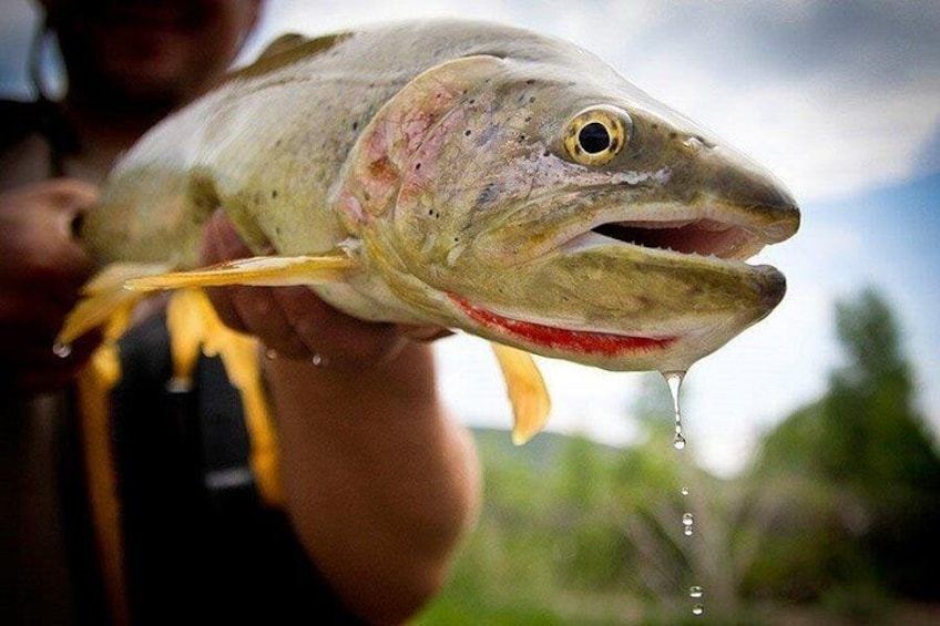 En person håller i en fisk, och det finns en vattendroppe på fiskens mun. 1