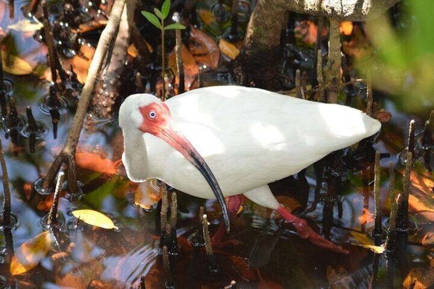 A white bird with a red beak standing in a swampy area with water and branches. 2