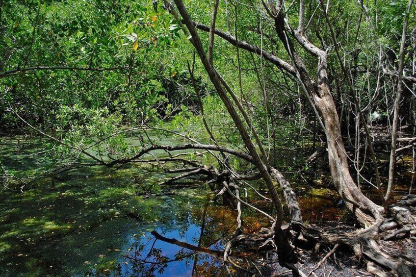 A mangrove forest with tangled roots and branches over a body of water. 4