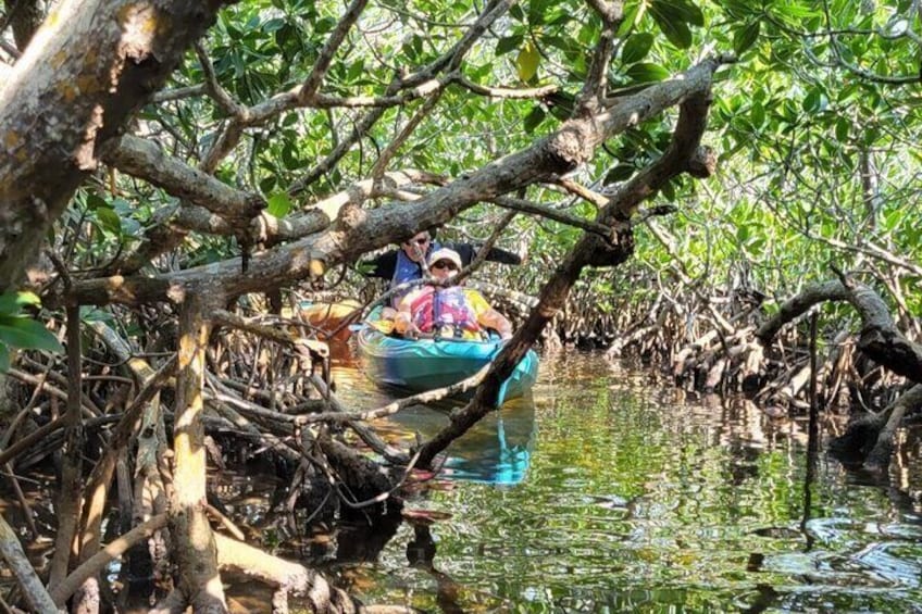 A person in a kayak navigating through mangrove roots in a waterway. 1