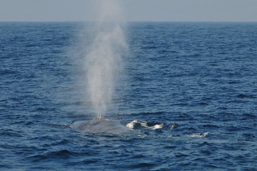 Bespoke Whale Watching Cruise to witness finned giants – Mirissa 5
