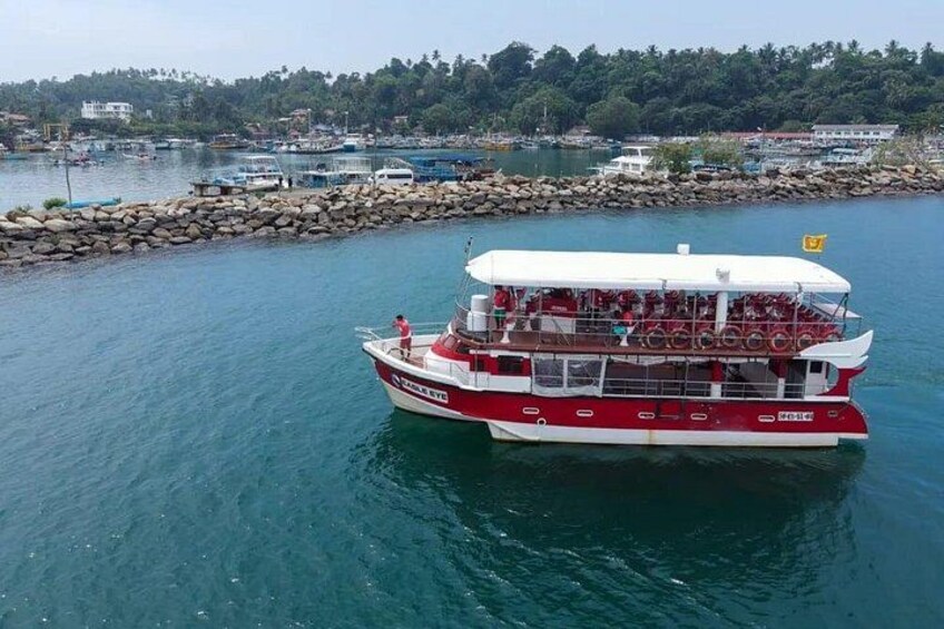 Bespoke Whale Watching Cruise to witness finned giants – Mirissa 4
