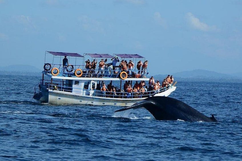 Bespoke Whale Watching Cruise to witness finned giants – Mirissa 1
