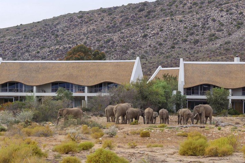 Un edificio con techo de paja y un grupo de elefantes en un paisaje desértico. 2